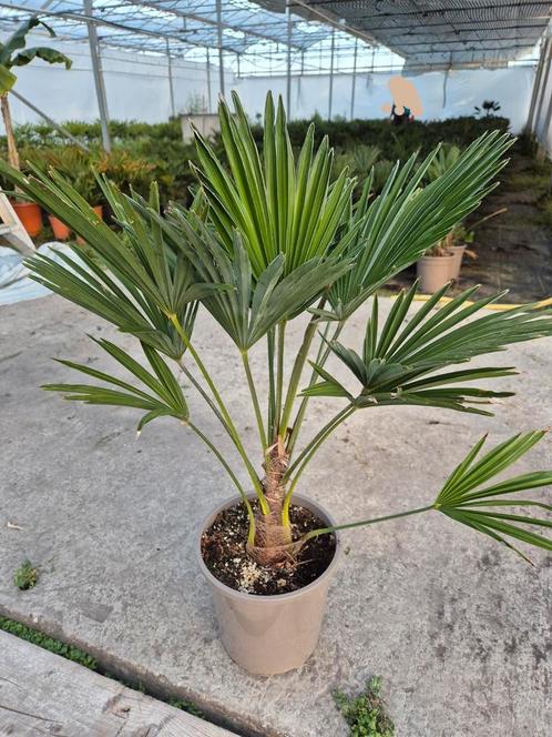 Palm, Trachycarpus WAGNERIANUS, winterhard, Tuin en Terras, Planten | Tuinplanten, Overige soorten, Volle zon, Zomer, Ophalen