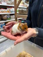 Te koop lieve jonge goudhamsters / Syrisch hamsters, Dieren en Toebehoren, Knaagdieren, December, Meerdere dieren, Hamster