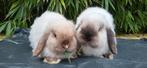 Jonge raszuivere mini lop konijntjes, Dieren en Toebehoren, Konijnen, Mannelijk, Klein, Hangoor