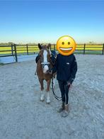 Grote B pony, Dieren en Toebehoren, Pony's, Ruin