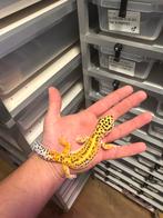 1.0 white and yellow firebold cros het tremper luipaardgekko, Dieren en Toebehoren, Reptielen en Amfibieën, Hagedis, 0 tot 2 jaar