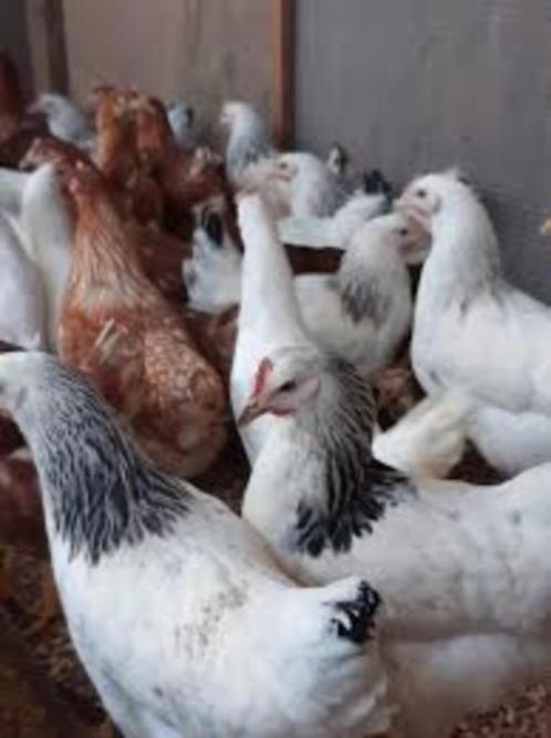 Grote Kippen., Dieren en Toebehoren, Pluimvee, Kip, Vrouwelijk