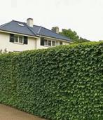 ACTIE VANAF €90 | natuurlijke schutting | kant-en-klaar haag, Tuin en Terras, Schuttingen, Overige materialen, 1 tot 2 meter, Minder dan 3 meter