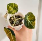 Alocasia black velvet gold variegata, Huis en Inrichting, Kamerplanten, Ophalen of Verzenden, Halfschaduw, Minder dan 100 cm