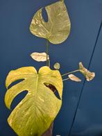 Monstera Mint p12 (2), Ophalen of Verzenden, Halfschaduw, Minder dan 100 cm