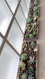 Echeveria graptopetalum per bakjes vetplant succulent, Huis en Inrichting, Kamerplanten, Minder dan 100 cm, Volle zon, Ophalen