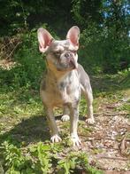 Ter dekking  lilac merle franse bulldog, Dieren en Toebehoren, Honden | Dekreuen, Particulier, Rabiës (hondsdolheid), Reu, 1 tot 2 jaar