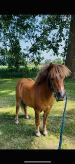 2 lieve shetlander te koop., Dieren en Toebehoren, Pony's, Merrie, Niet van toepassing, A pony (tot 1.17m), 7 tot 10 jaar