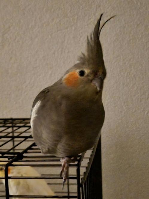 Vermist: Valkparkiet rond Burgemeester van Heystlaan, Dieren en Toebehoren, Vogels | Parkieten en Papegaaien, Parkiet, Mannelijk
