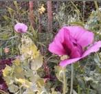 Zaden Papaver Somniferum, Slaapbol, "Klaproos"roze lila, Gehele jaar, Ophalen, Zaad, Volle zon