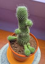Cactus - poppetje vorm, Ophalen of Verzenden, Cactus, Volle zon, Minder dan 100 cm