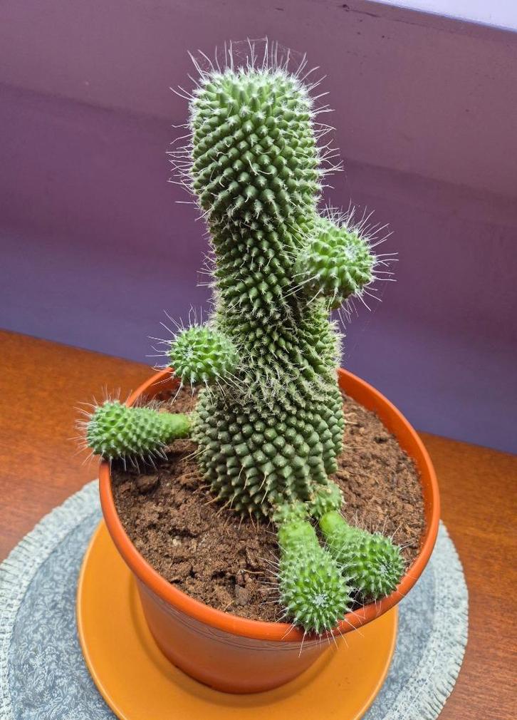 Cactus - poppetje vorm, Huis en Inrichting, Kamerplanten, Cactus, Minder dan 100 cm, Volle zon, Ophalen of Verzenden