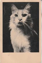 Kaart van een langharige kat 1937, Verzenden, 1920 tot 1940, Gelopen, Hond of Kat