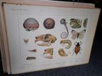 SCHOOLPLAAT Bijplaat IN HET DUIN, Antiek en Kunst, Ophalen of Verzenden, Natuur en Biologie