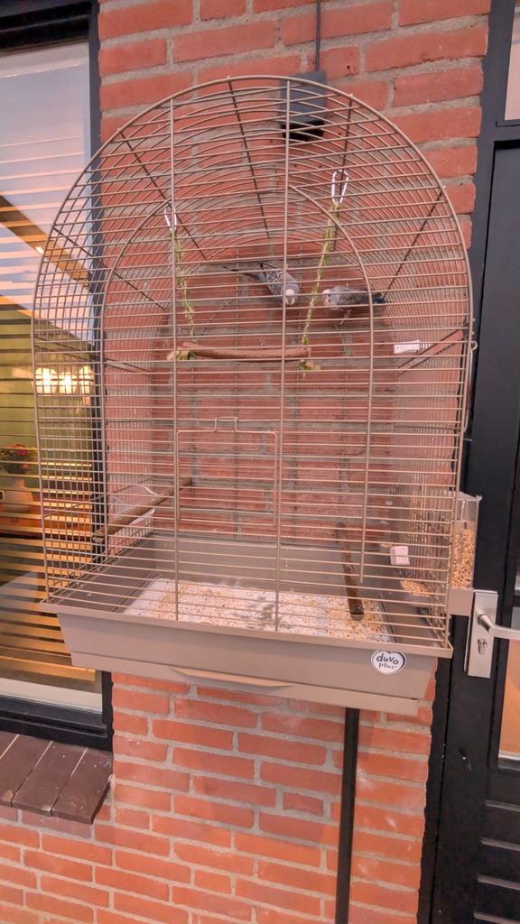 Complete set: Engelse Grasparkieten + Duvo Mocha kooi – €90, Dieren en Toebehoren, Vogels | Parkieten en Papegaaien, Parkiet, Meerdere dieren