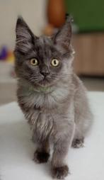 Lieve langharige kittens op zoek naar een warm thuis, Dieren en Toebehoren, Katten en Kittens | Raskatten | Langhaar, Meerdere dieren