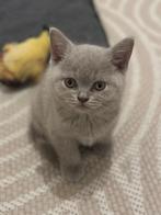 Lieve Britse Korthaar Kitten / Laatste Reutje / Voer & Zand, Kater, Ontwormd, 0 tot 2 jaar
