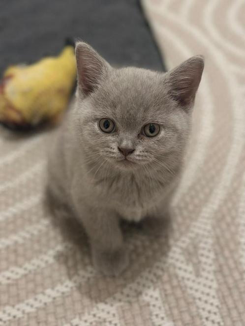 Lieve Britse Korthaar Kitten / Laatste Reutje / Voer & Zand, Dieren en Toebehoren, Katten en Kittens | Raskatten | Korthaar, Kater