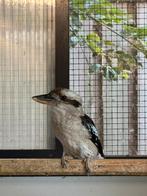 Kookaburra man 2024, Mannelijk, Geringd