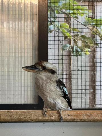 Kookaburra man 2024 beschikbaar voor biedingen