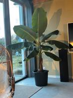 Grote bananenplant 205 cm!, Huis en Inrichting, Kamerplanten, Ophalen, Halfschaduw, 200 cm of meer