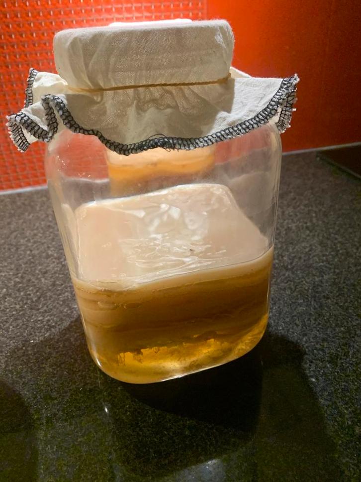 Kombucha SCOBY, Diversen, Levensmiddelen, Ophalen