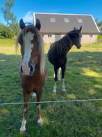 Nieuwe advertentie!! Zeer mooie correcte welsh hengsten!!, Dieren en Toebehoren, Pony's, Dressuurpony, Niet van toepassing, 0 tot 2 jaar