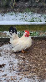 Chabo kriel haantje, Dieren en Toebehoren, Pluimvee, Mannelijk, Kip