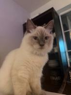 Herplaatsing Ragdoll kater 10 maanden oud, Dieren en Toebehoren, Katten en Kittens | Raskatten | Langhaar, Kater
