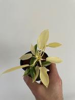 Philodendron Florida Beauty, Huis en Inrichting, Kamerplanten, In pot, Minder dan 100 cm, Groene kamerplant, Halfschaduw