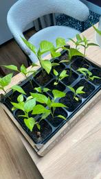 Stekjes paprikaplant, Ophalen, Volle zon, Groenteplanten, Eenjarig
