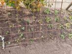 Aardbei stek of plant, Tuin en Terras, Ophalen of Verzenden, Minder dan 100 cm, Overige soorten, Zomer