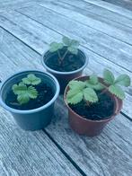 🍓 Biologische bosaardbei Fragaria vesca wilde aardbei, Ophalen, Volle zon, Vaste plant, Zomer