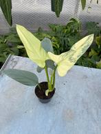 Philodendron Hastatum Variegata, Ophalen of Verzenden, Halfschaduw, Minder dan 100 cm