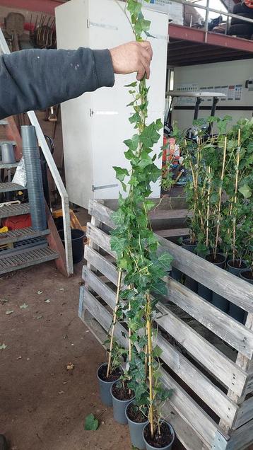Hedera super prijs 160/180 1,95 enorm succes nog 150 dan op beschikbaar voor biedingen