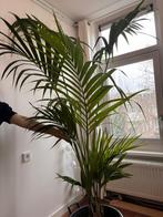 Grote Kentia Palm (2 meter) - Tropische sfeer!, Huis en Inrichting, Kamerplanten, Ophalen, 200 cm of meer, Palm, Halfschaduw