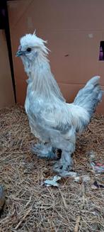 Mooi mini haantje, Dieren en Toebehoren, Pluimvee, Mannelijk, Kip