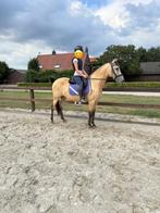 Super Knappe valk merrie, Dieren en Toebehoren, Merrie, Gechipt, 11 jaar of ouder, Recreatiepony