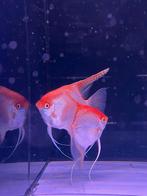 Bewezen XXL Maanvissen OP=OP, Vis