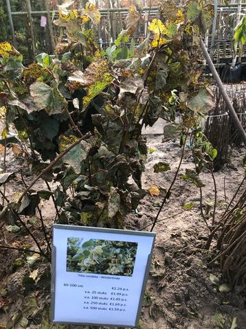 Tilia Cordata (Winterlinde) - Kleine Bladige Linde beschikbaar voor biedingen