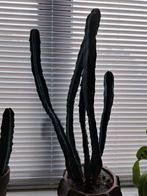 Cactus, ca 61 cm hoog (excl. pot)., Ophalen, Cactus, Minder dan 100 cm