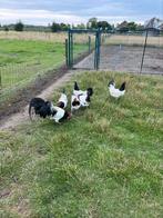 TE KOOP LAKENVELDER KIPPEN 5 HENNEN MET 1 HAAN, Meerdere dieren, Kip