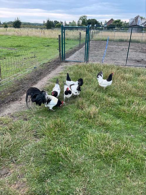 TE KOOP LAKENVELDER KIPPEN 5 HENNEN MET 1 HAAN, Dieren en Toebehoren, Pluimvee, Kip, Meerdere dieren