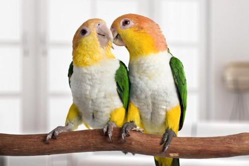 Tamme baby Roestkopcaique 4-5 weken oud, Dieren en Toebehoren, Vogels | Parkieten en Papegaaien, Papegaai, Meerdere dieren, Tam