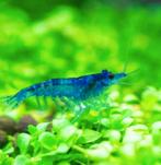 Blue dream garnalen, Dieren en Toebehoren, Vissen | Aquariumvissen, Kreeft, Krab of Garnaal