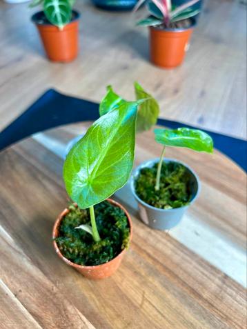  Alocasia Bambino Arrow beschikbaar voor biedingen