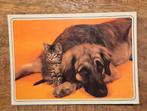 Hond ligt naast kitten, Verzenden, 1980 tot heden, Ongelopen, Hond of Kat