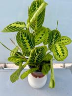 Maranta Lemon - Gebedsplant P12, Huis en Inrichting, Kamerplanten, Overige soorten, In pot, Minder dan 100 cm, Groene kamerplant