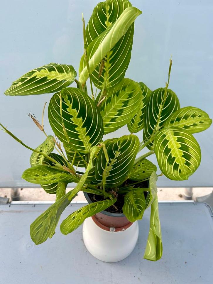 Maranta Lemon - Gebedsplant P12, Huis en Inrichting, Kamerplanten, Overige soorten, Minder dan 100 cm, Groene kamerplant, Halfschaduw