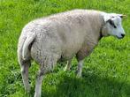 T.k. dekrammen, Mannelijk, Schaap